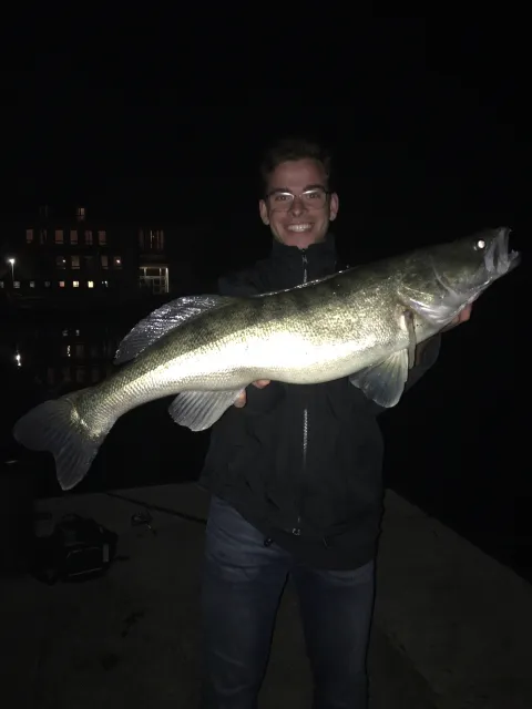 Zander