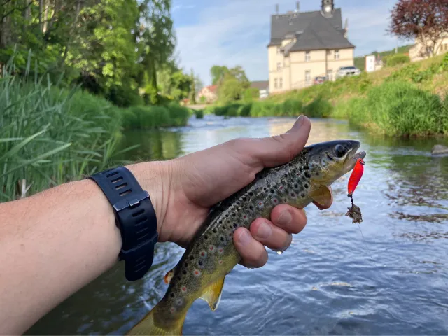 Bachforelle