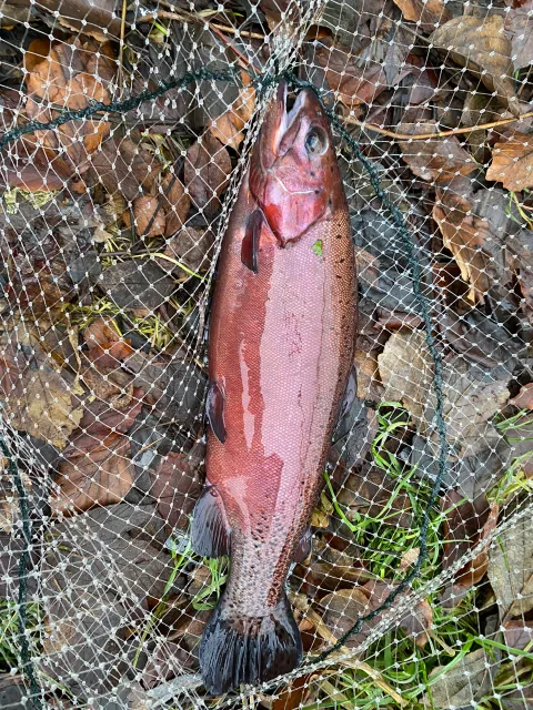 Regenbogenforelle