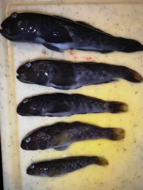 Schwarzmund-Grundel