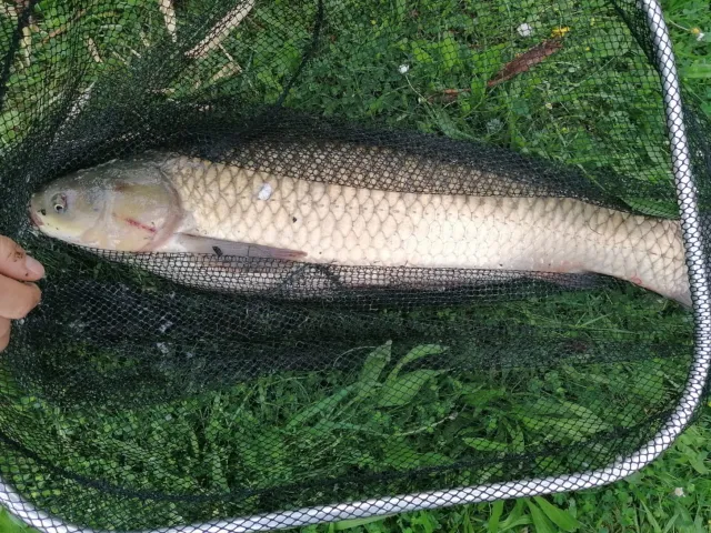 Graskarpfen