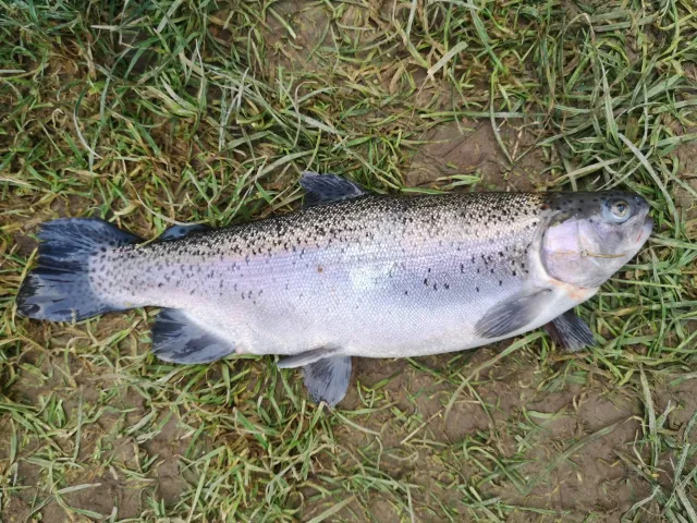 Regenbogenforelle