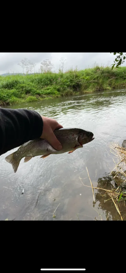 Regenbogenforelle