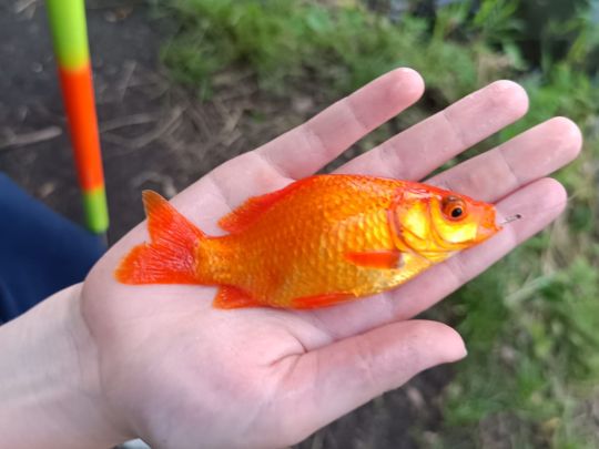 Goldfisch