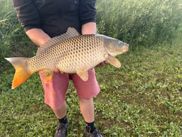 Karpfen
