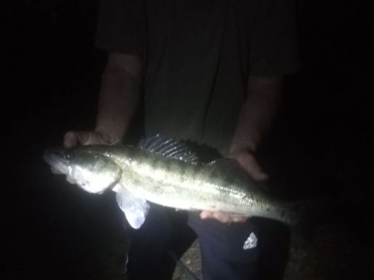 Zander