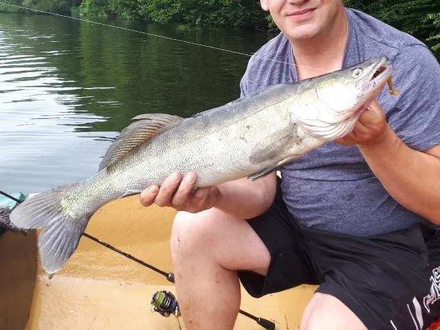 Zander