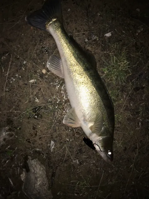 Zander