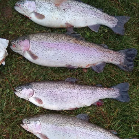 Regenbogenforelle