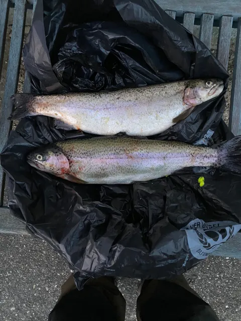 Regenbogenforelle