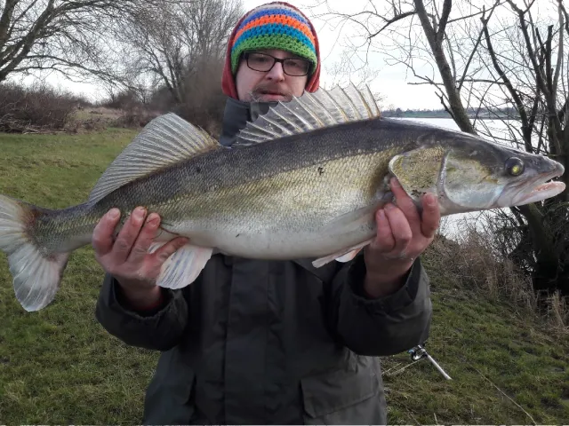 Zander