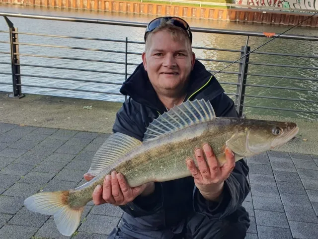 Zander