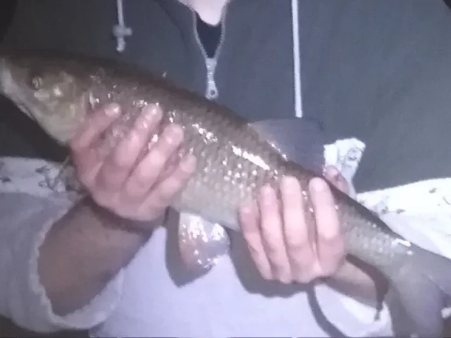 Döbel