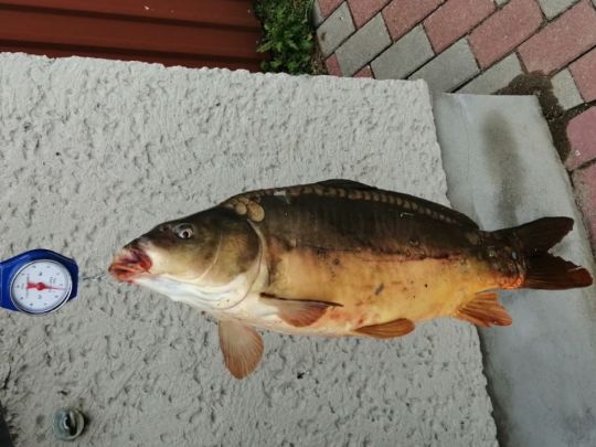 Karpfen