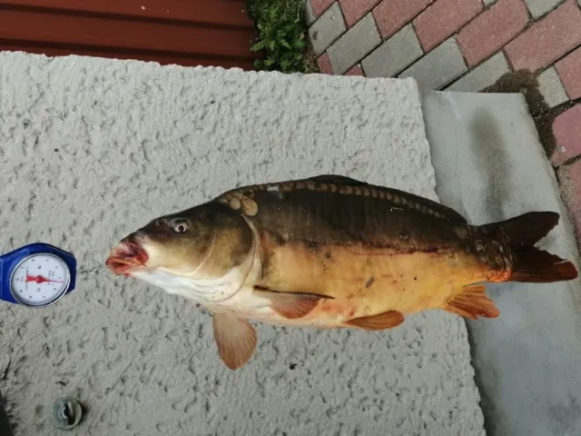 Karpfen