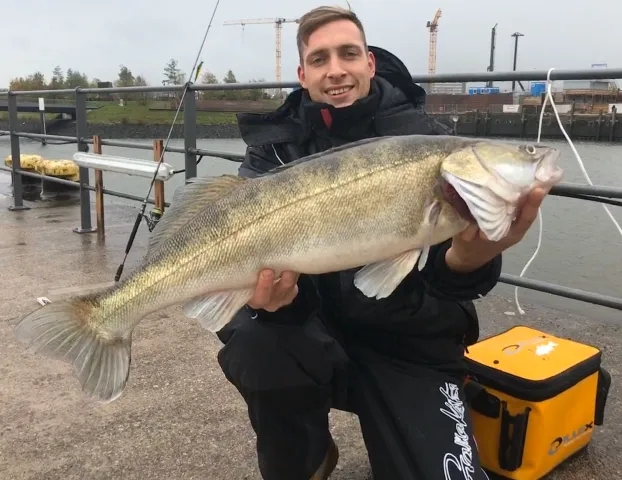 Zander