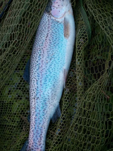 Regenbogenforelle