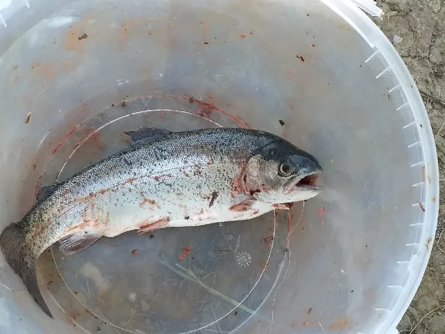 Regenbogenforelle
