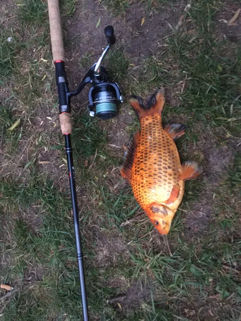 Goldfisch