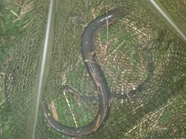 Aal