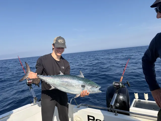 Bonito