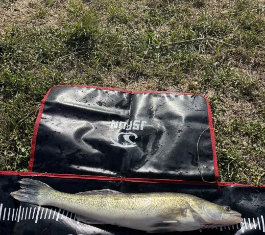 Zander