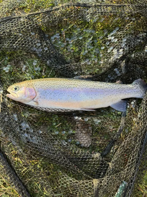 Regenbogenforelle