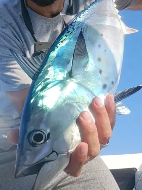 Bonito