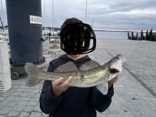 Zander