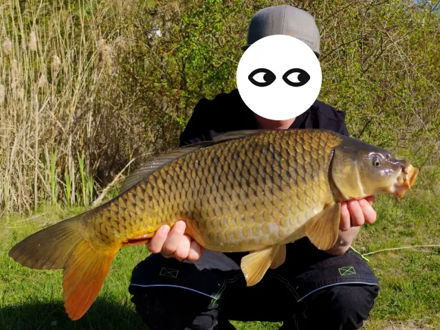 Karpfen