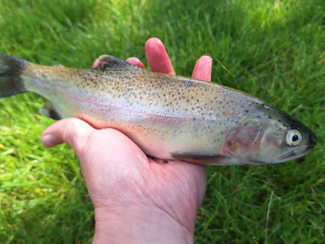 Regenbogenforelle