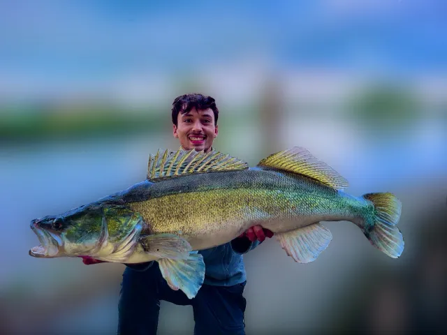 Zander