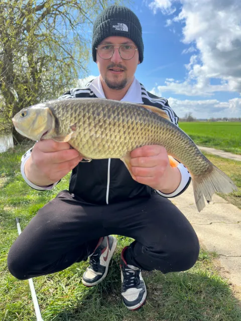 Döbel