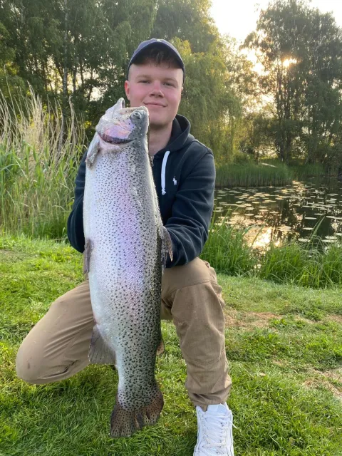 Regenbogenforelle