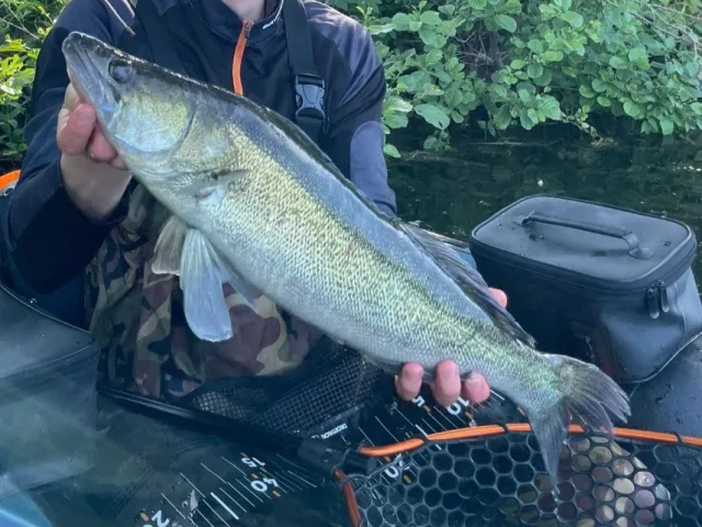Zander