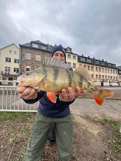 Flussbarsch