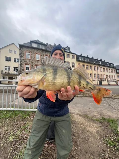 Flussbarsch