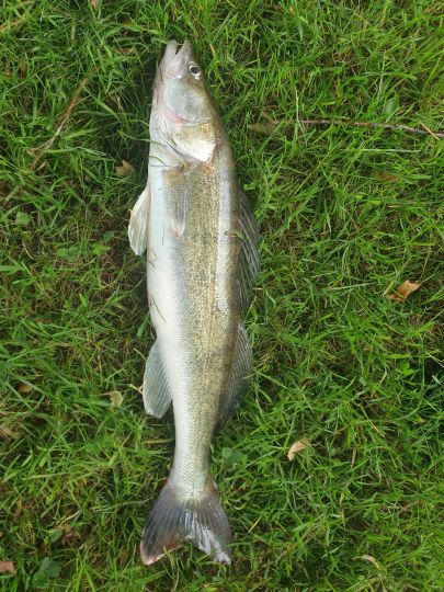 Zander