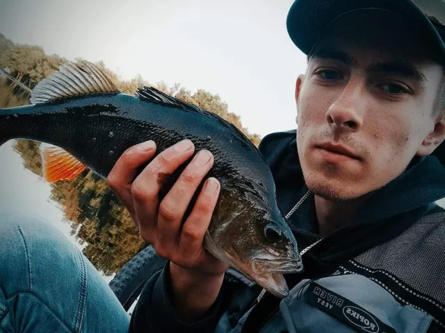 Flussbarsch