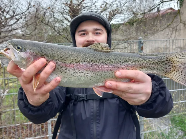 Regenbogenforelle