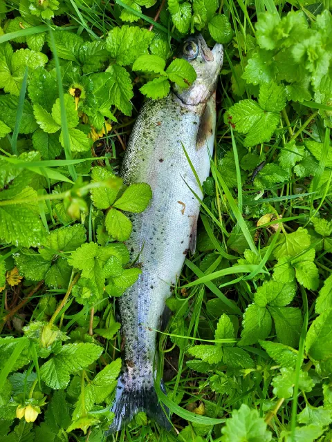 Regenbogenforelle