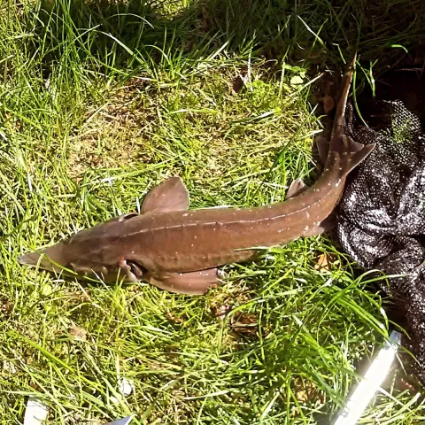 Stör