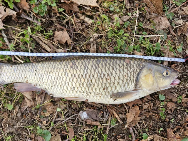 Döbel