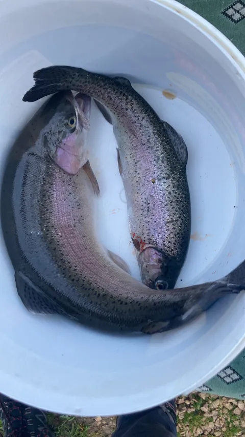Regenbogenforelle