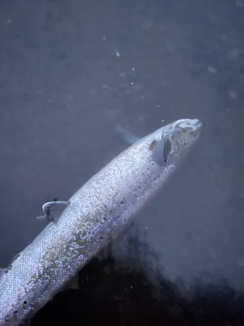 Lachs