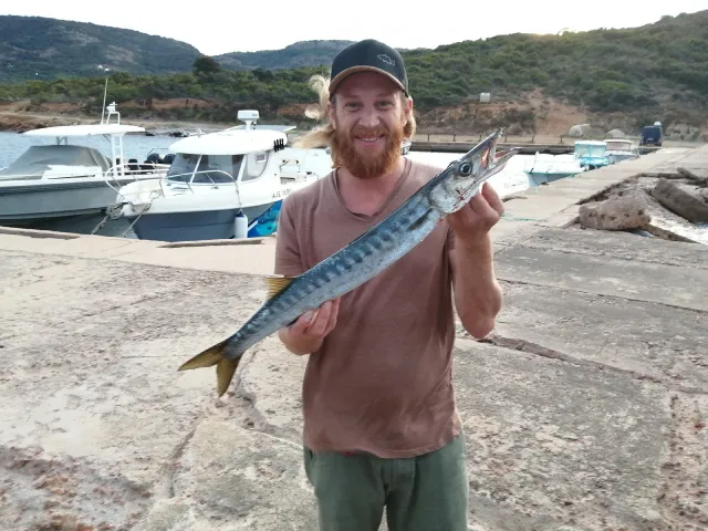 Barrakuda