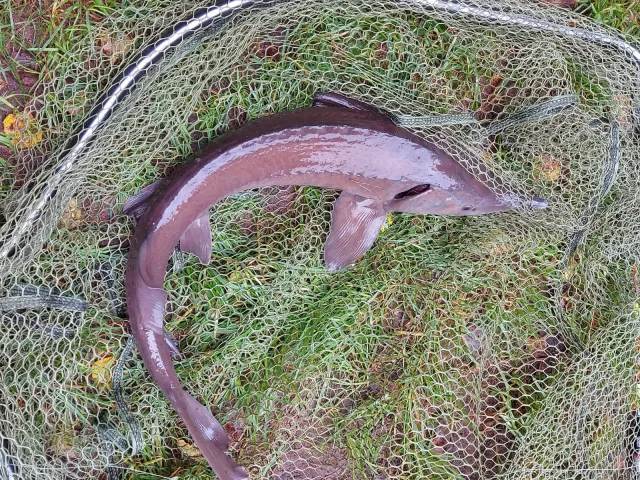 Stör