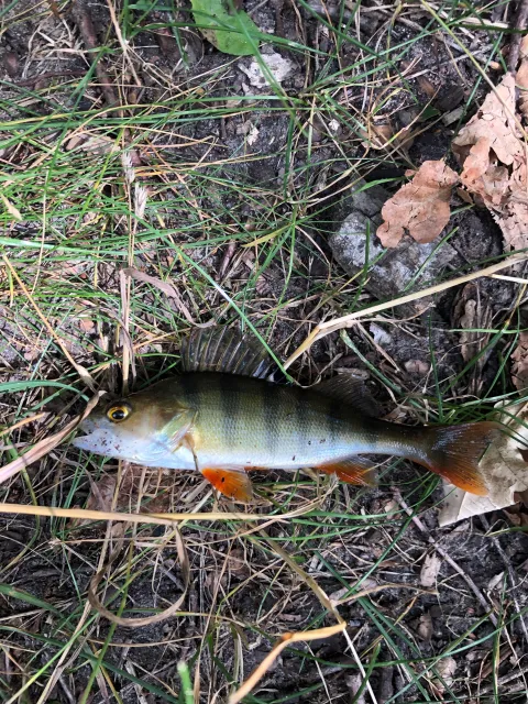 Flussbarsch