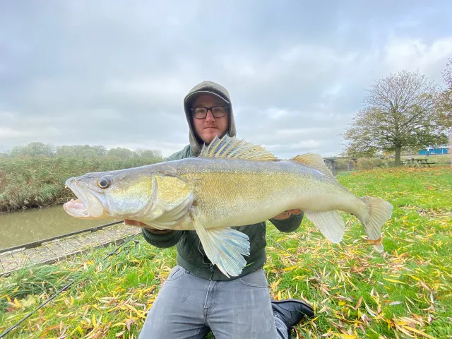 Zander