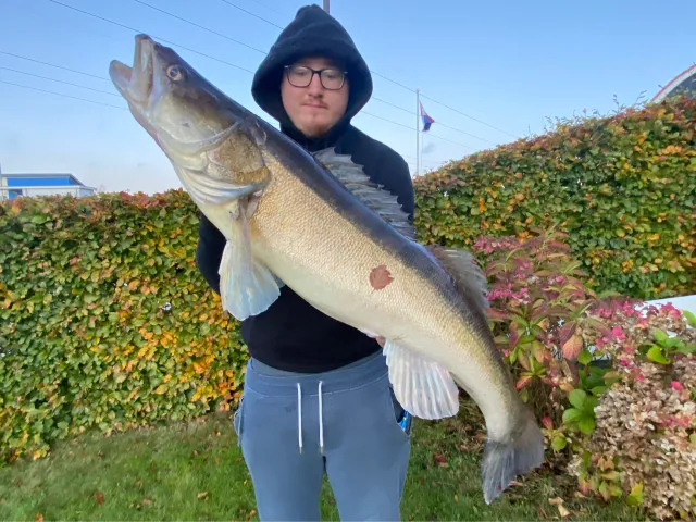 Zander